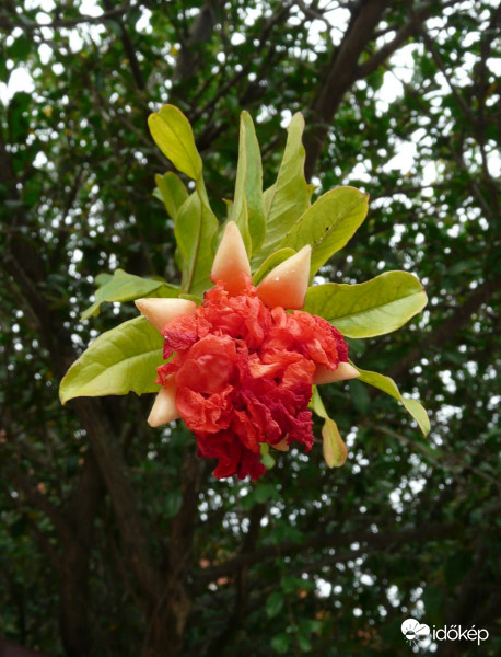 Eltévesztette az évszakot a gránátalma