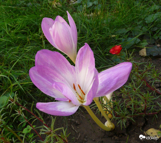 Ha ősz, akkor kikerics