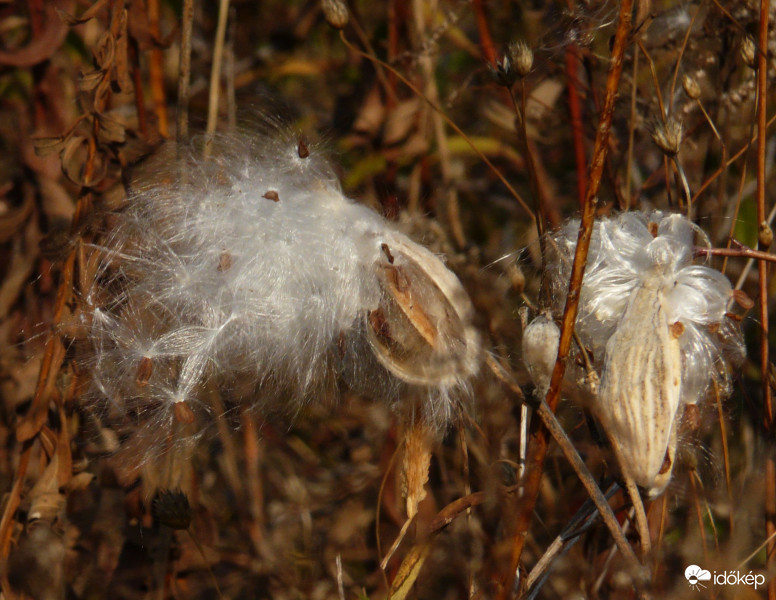 Üres a termés, kirepültek a magocskák