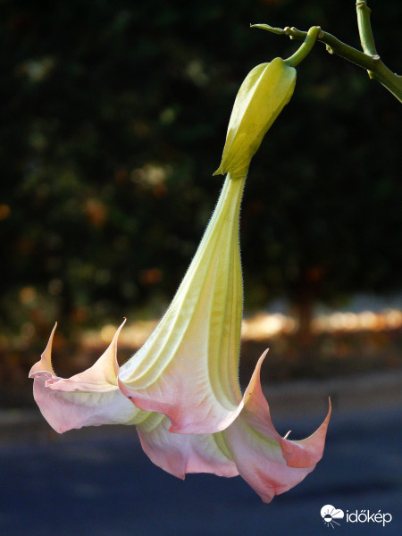 Az utolsó akkordok a trombitán