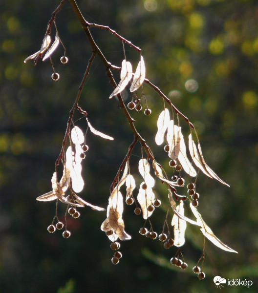 A hárs bogyócskái repülni készülnek