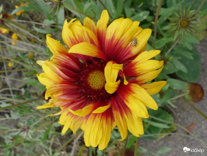 Már kissé gyűrötten