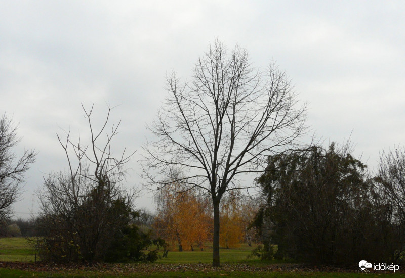 Lassan, lombtalanok lesznek a fák