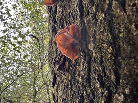 Bakonybél