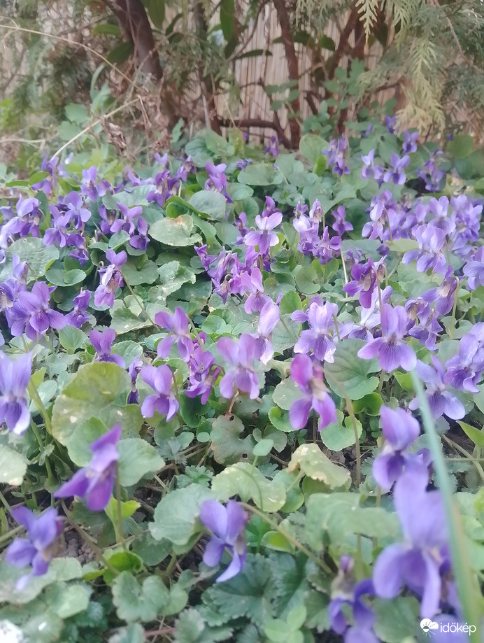 Ibolyák a kertben