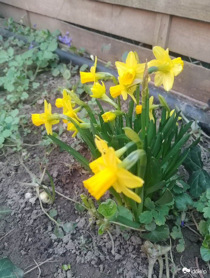 Egy csokor tavasz