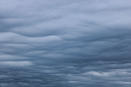 Undulatus asperatus