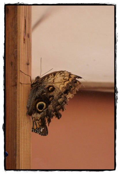 Lepke
