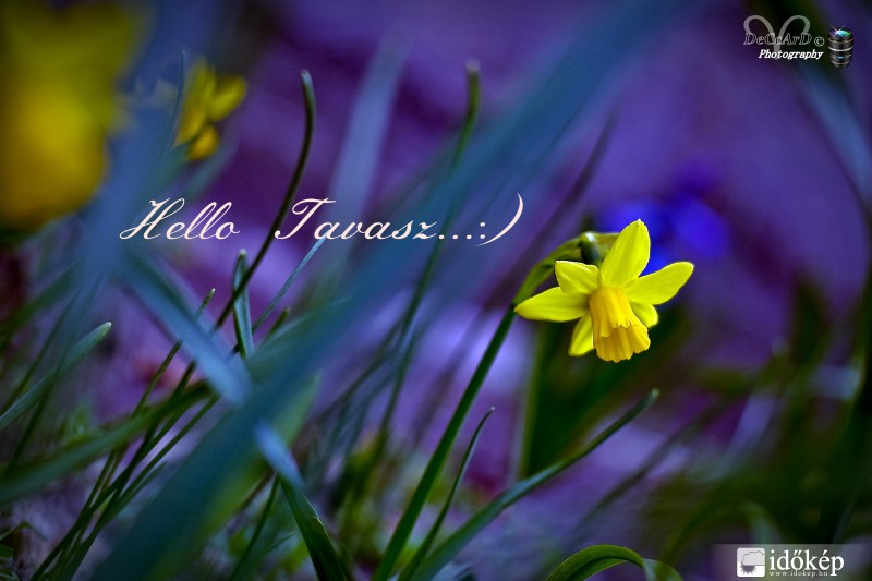 Helló tavasz... :)  