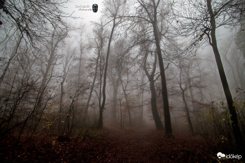Erdőben...
