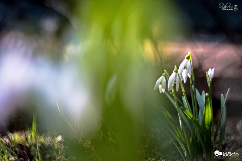 Tavaszodik...