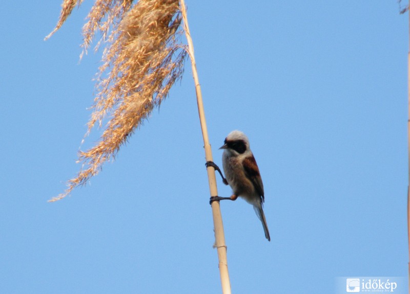 Tövisszúró gébics