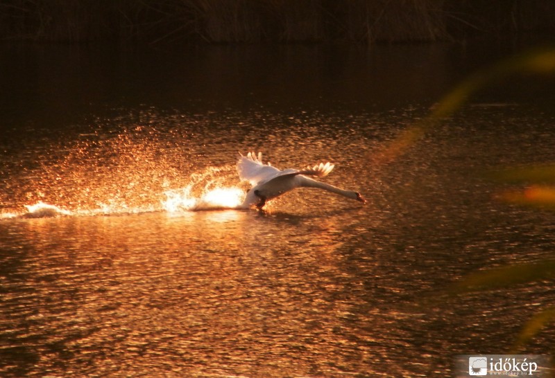 Arany-hídról röppenő..