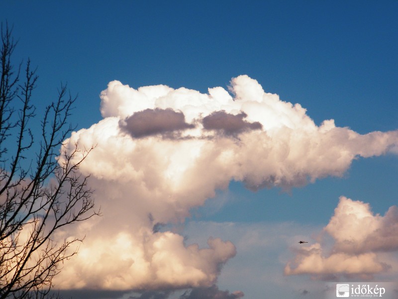 Róka napszemüvegben :)