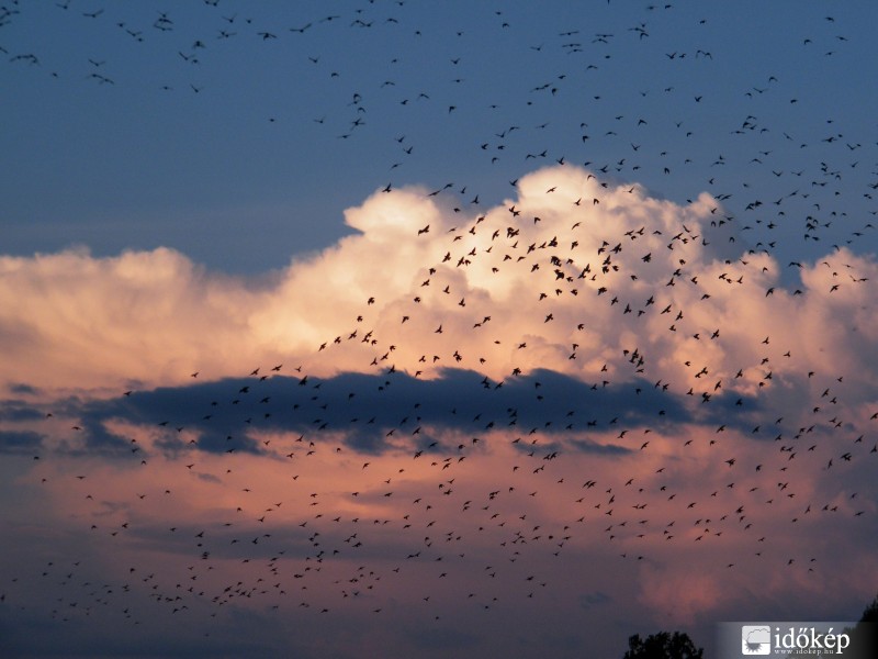 Madár-felhő