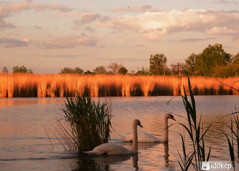 Cibakházi Holt-Tiszán