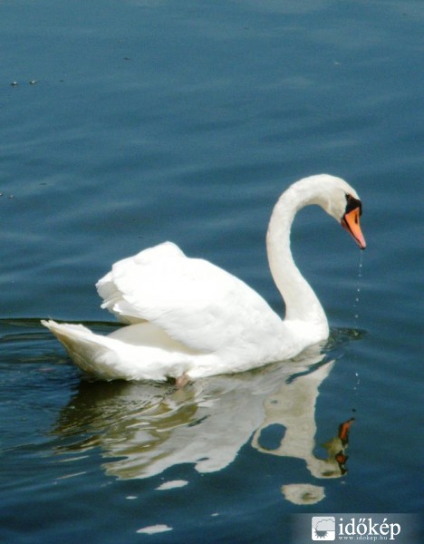 Hattyú a Holt-Tiszán