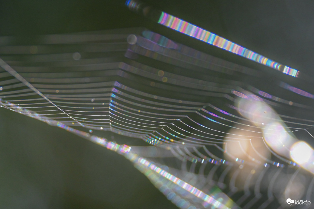 A pók hálójában