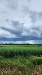 Bolhó
