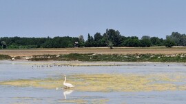 Aszály
