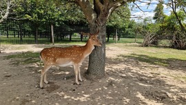 Ácsorgó
