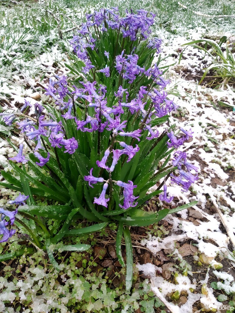 Tibolddaróc