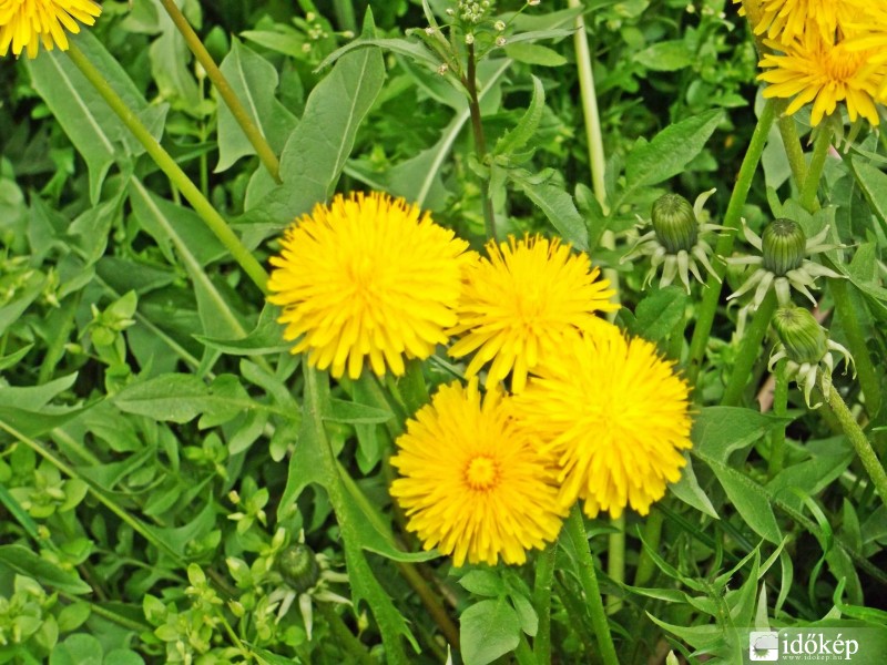 Tibolddaróc