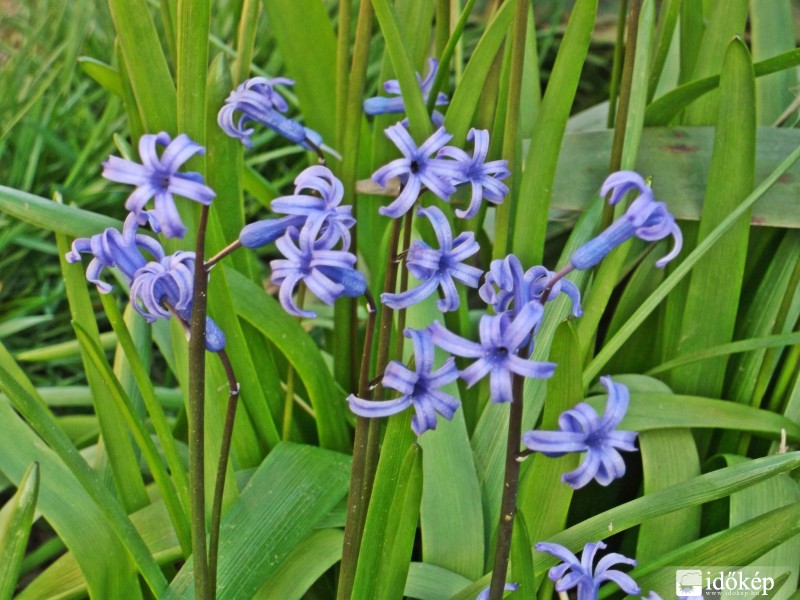 Tibolddaróc