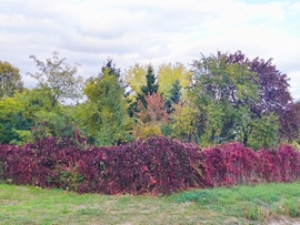 agfayagnes fotója
