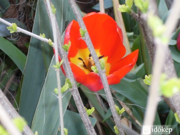 Tulipán