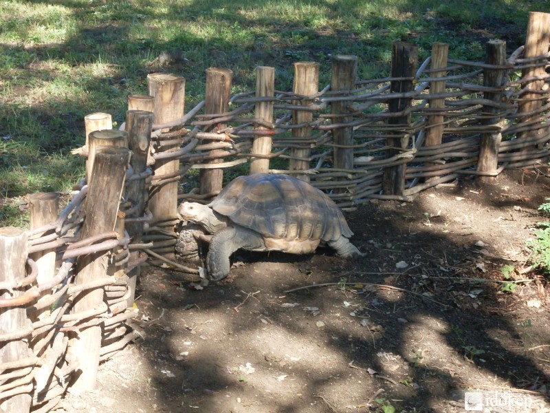 Teknős