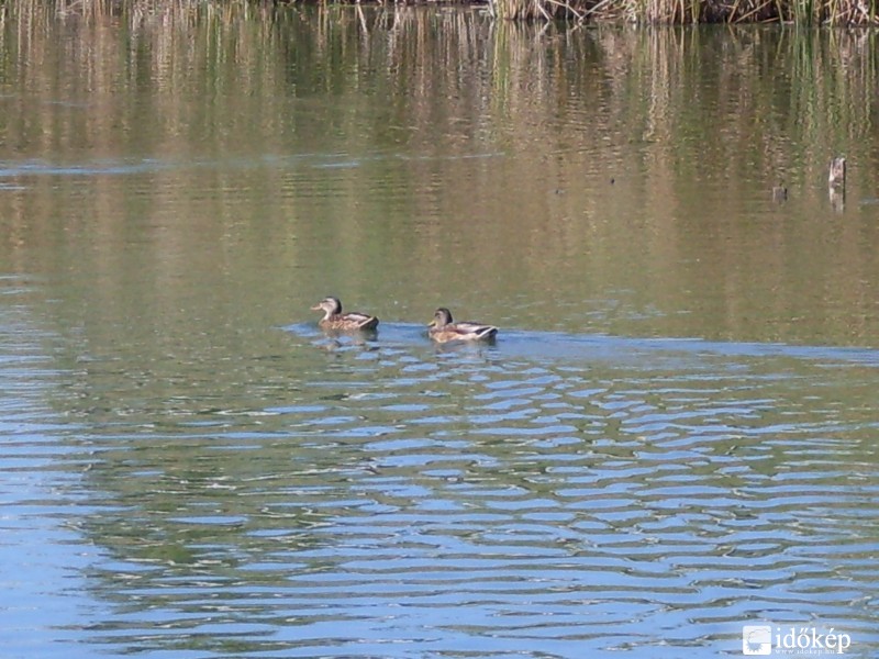 Tisza-tó