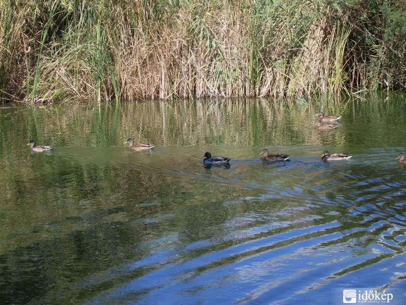 Tisza-tó