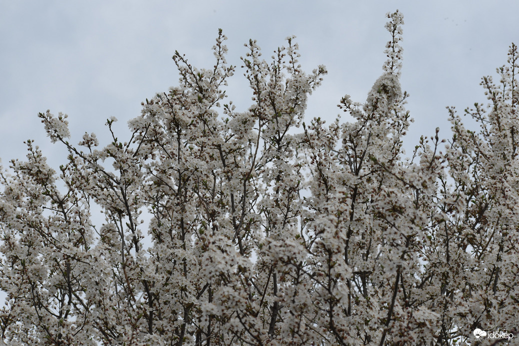 Virágzik a cseresznyefa