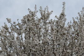 Virágzik a cseresznyefa