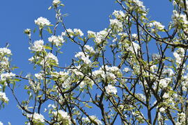 Körtefa virágzása