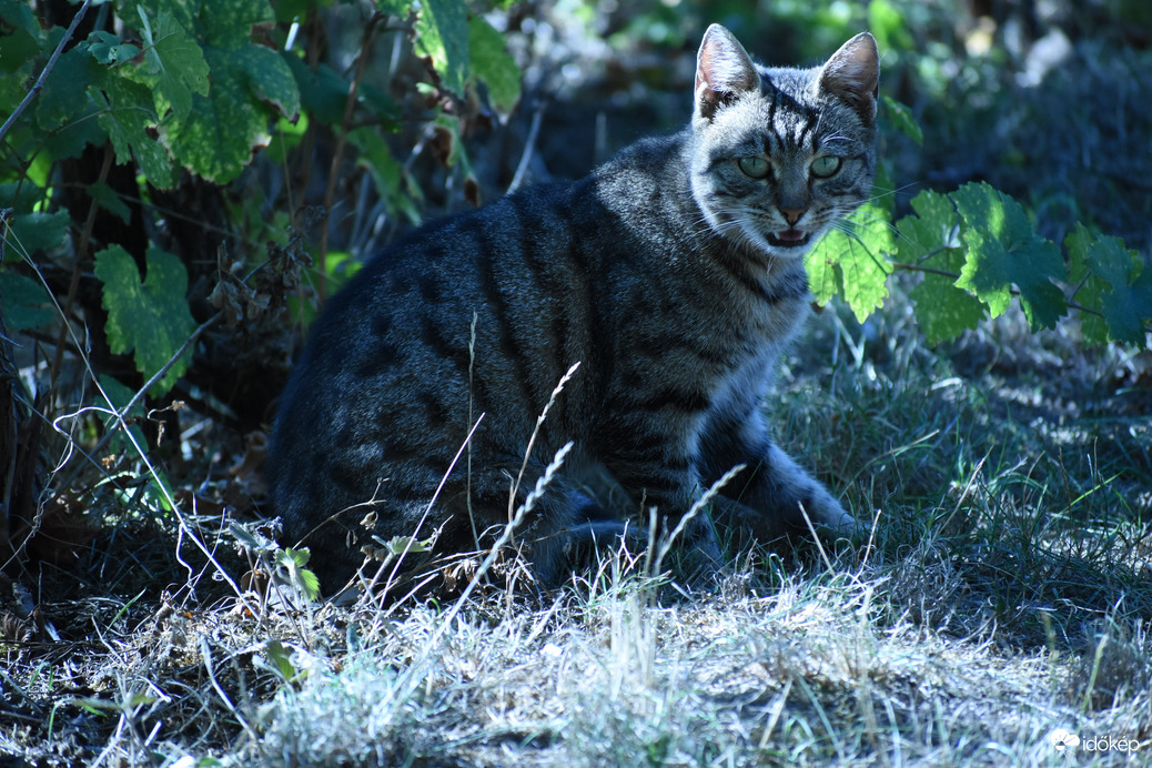 Megharaplak