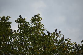 Gyülekező seregélyek