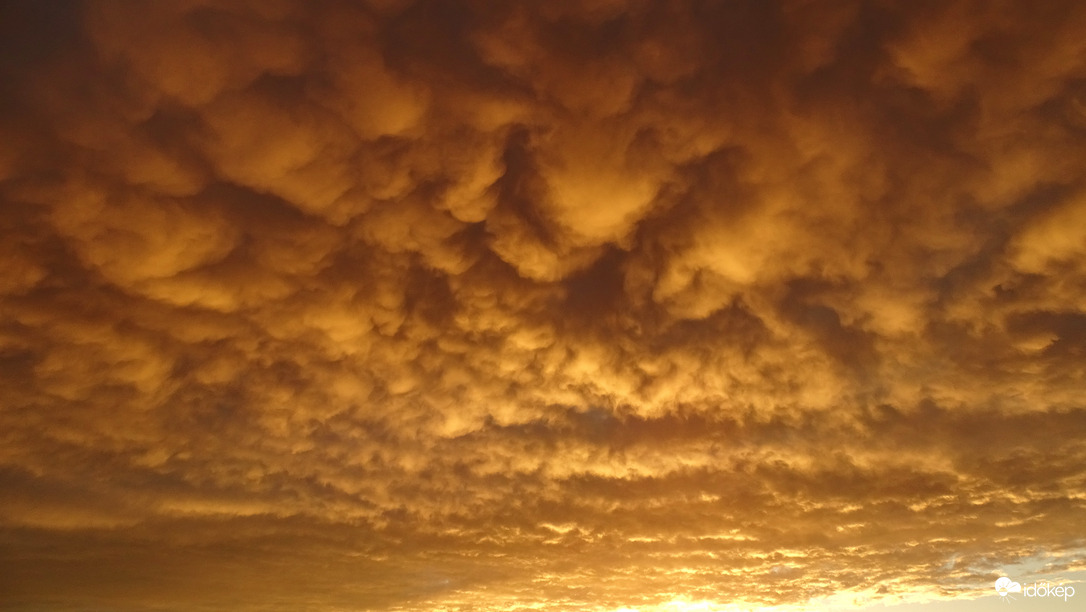 Alkonyi mammatus