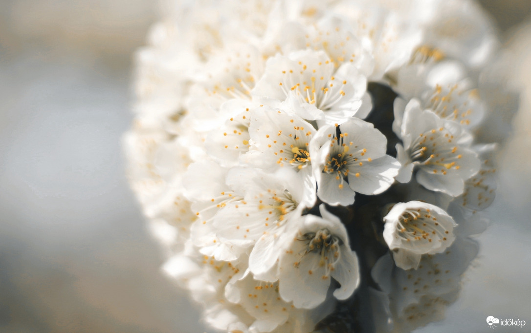 Cseresznyefa virága 