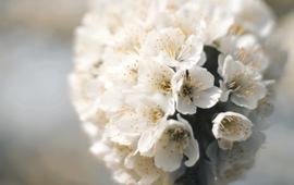 Cseresznyefa virága 