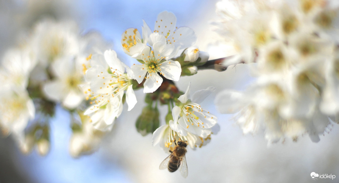 Végre igazi tavasz 