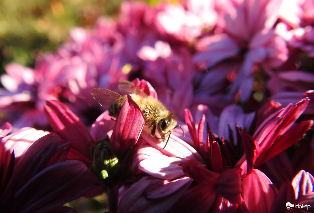 Nyári meleg, 22°C volt ma :)