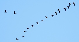 Vadlibák Bogyiszló határában 