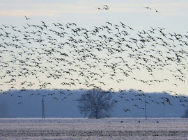 Vadlibák Bogyiszló határában 