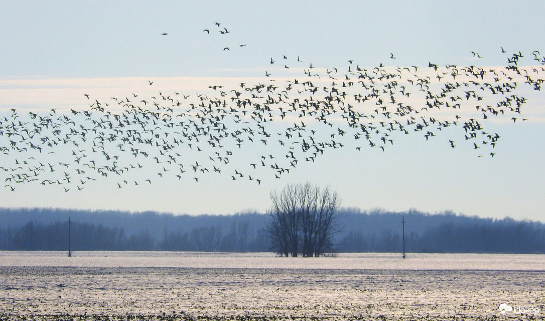 Vadlibák Bogyiszló határában 