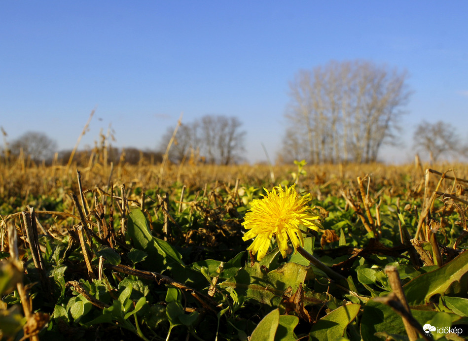 Tavaszt idéző, enyhe idő volt ma is :)