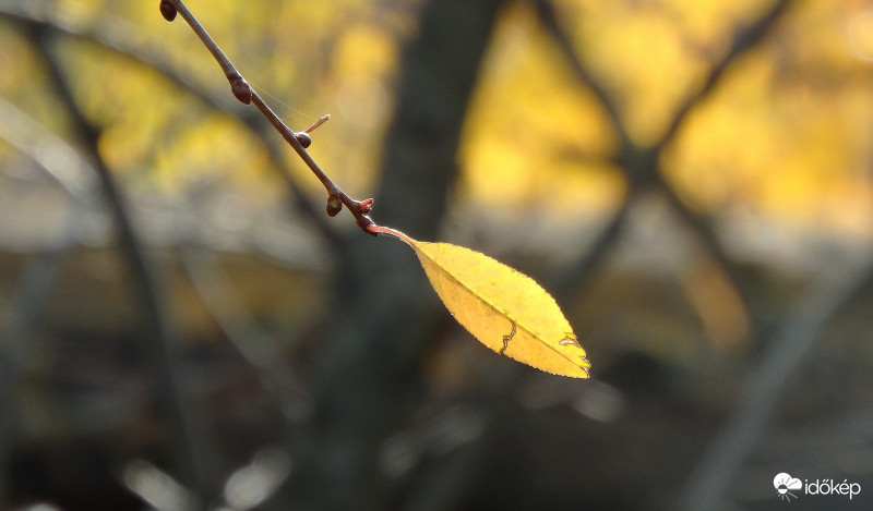 November