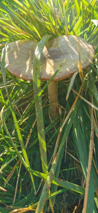 Kölesd
