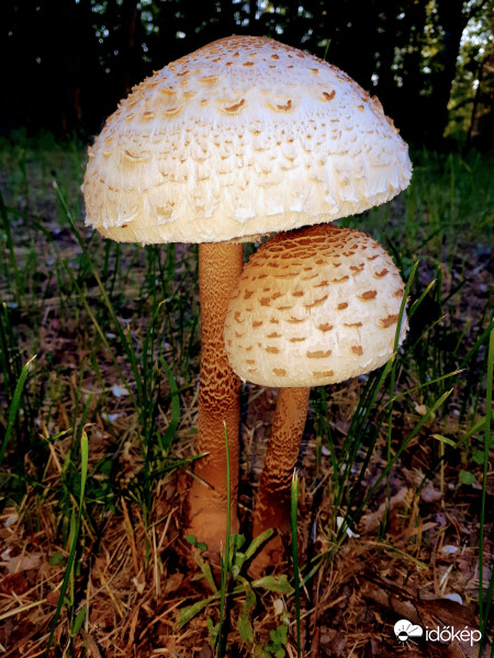 ... kicsi és nagy...